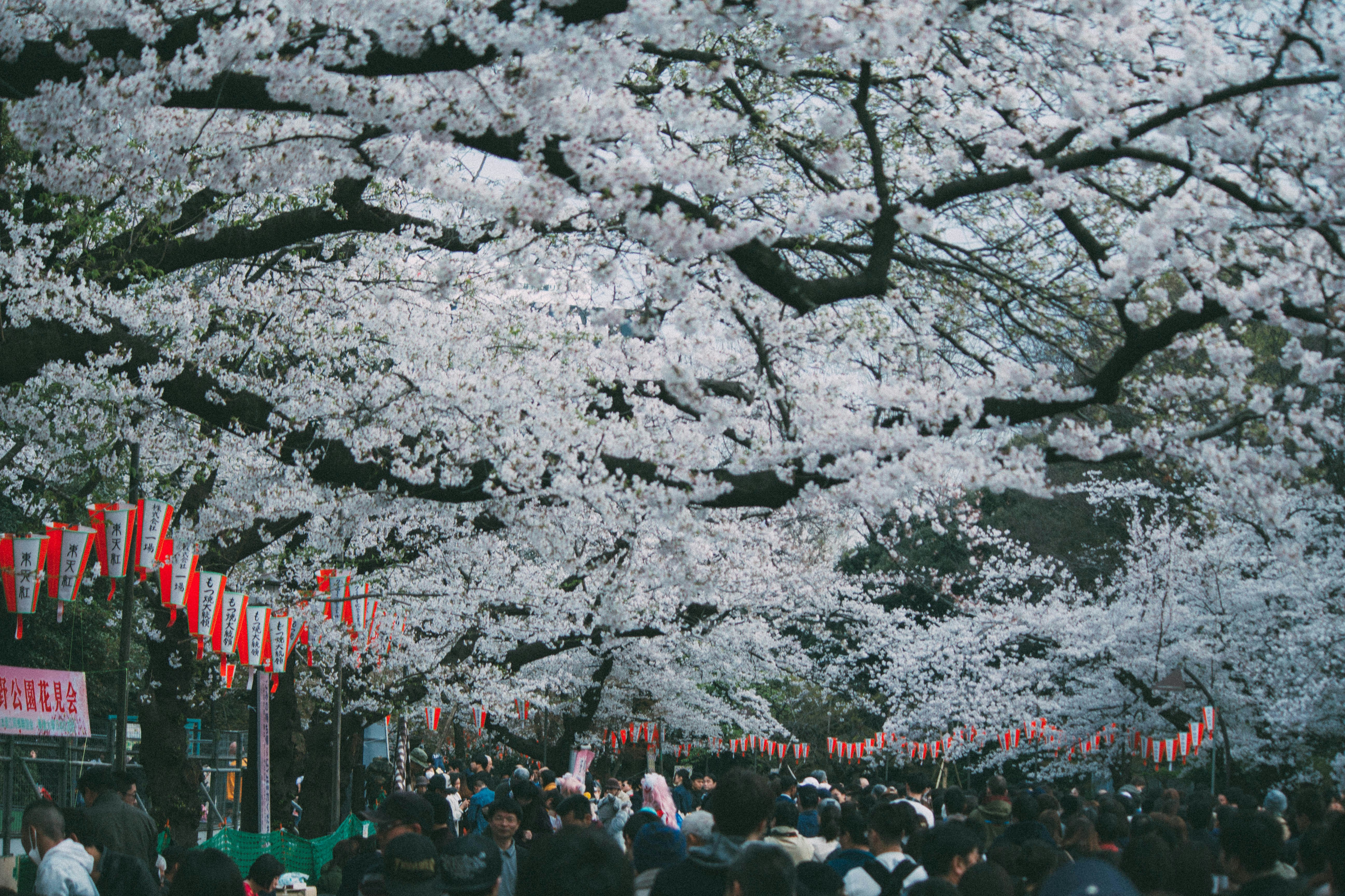 people standing under tree tunnel